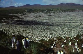 ep coloniapinguinos rey en le aux cochons islalos cerdos en 1982
