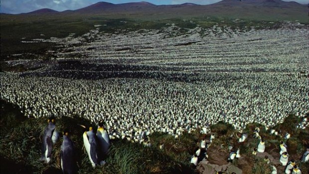 ep coloniapinguinos rey en le aux cochons islalos cerdos en 1982