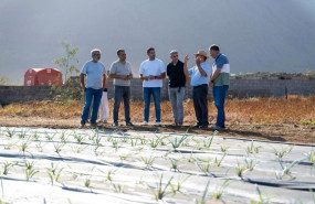 ep el gobierno preve la entrega de 75000 plantas de pina a agricultores de el hierro para facilitar