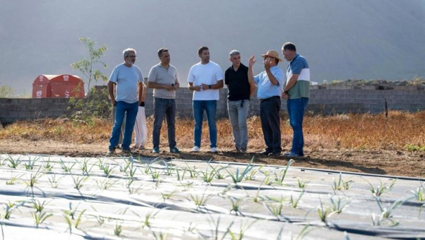 ep el gobierno preve la entrega de 75000 plantas de pina a agricultores de el hierro para facilitar