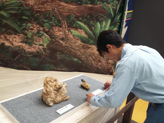 Fósiles del Turiasaurus expuestos en la ciudad japonesa de Kitakyushu | DINÓPOLIS ep fosilesturiasaurus expuestosla ciudad japonesakitakyushu