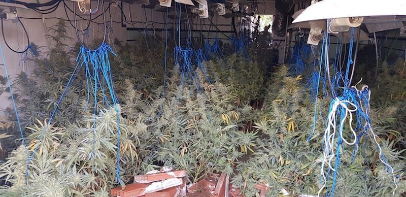 ep plantacion de marihuana intervenida en puerto serrano