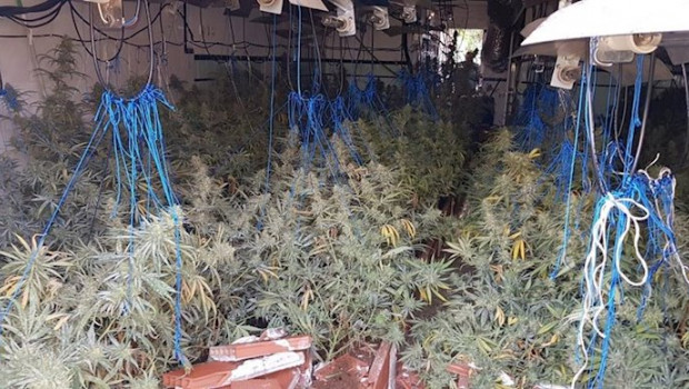 ep plantacion de marihuana intervenida en puerto serrano
