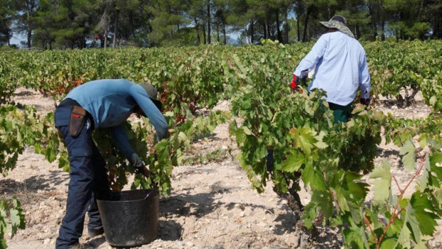 ep vendimia de la do valencia