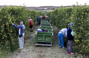 fruta de toro imagen 1 fruta de toro imagen 1