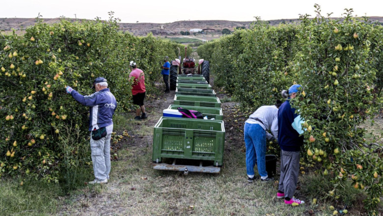 fruta de toro imagen 1 