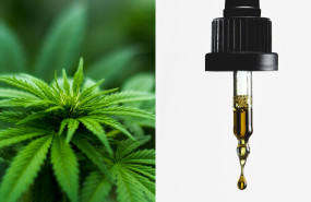 ndp thebeeminelab 20240422104908 ndp thebeeminelab 20240422104908