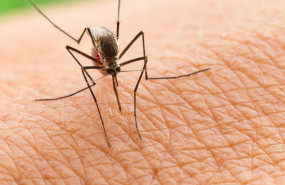 1626424024 mosquito 1626424024 mosquito