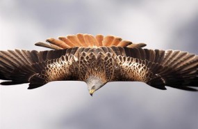 ep aguila imperial