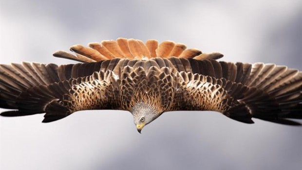 ep aguila imperial