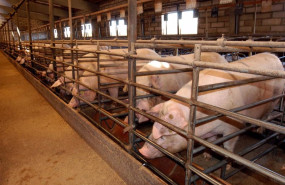 ep archivo   upa advierte de consecuencias graves para los ganaderos de porcino que podrian ver