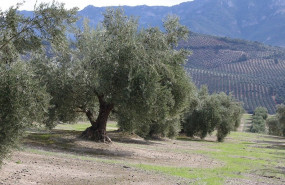 ep coag denuncia que el acuerdo arancelario ue eeuu vuelve a sacrificar a la agricultura europea