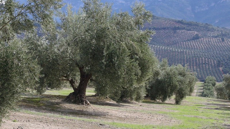 ep coag denuncia que el acuerdo arancelario ue eeuu vuelve a sacrificar a la agricultura europea ep coag denuncia que el acuerdo arancelario ue eeuu vuelve a sacrificar a la agricultura europea