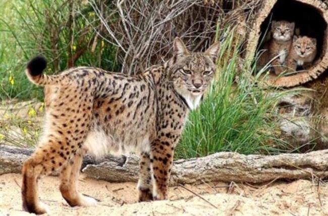 Linces ibéricos | EUROPA PRESS/GUARDIACIVIL ep linces ibericos