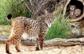 ep linces ibericos