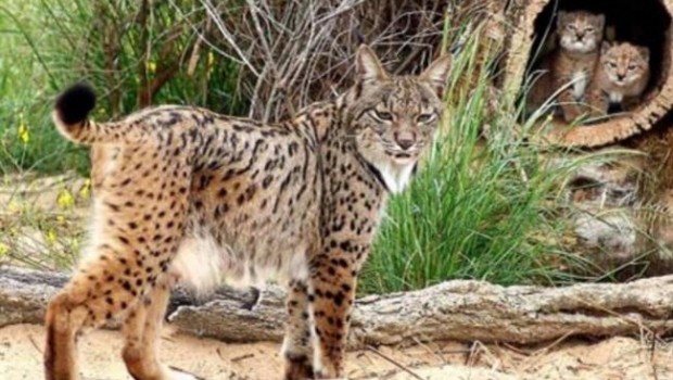 ep linces ibericos