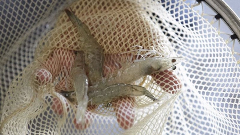 Noray SeaFood | NORAY SEAFOOD ep noray seafood