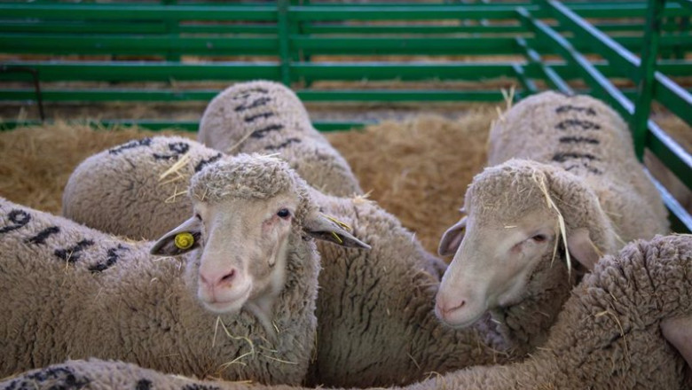 ep varias ovejas en la feria internacional ganadera de zafra a 30 de septiembre de 2022 en zafra ep varias ovejas en la feria internacional ganadera de zafra a 30 de septiembre de 2022 en zafra