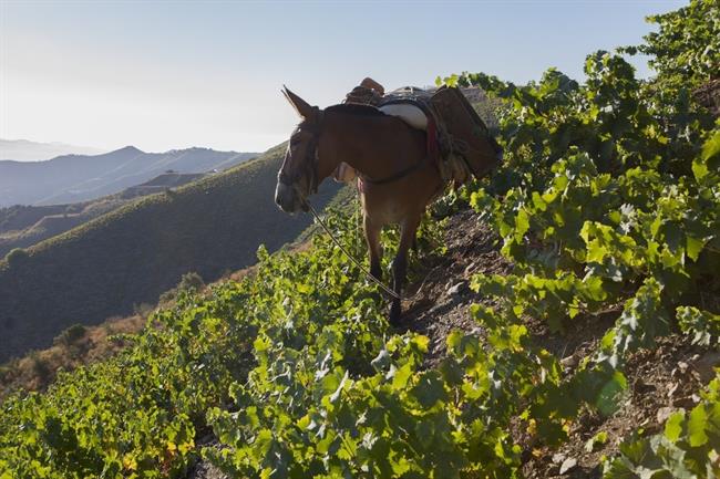 ep vendimia moscatel vinas viejas jorge ordonez