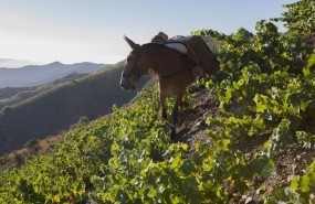 ep vendimia moscatel vinas viejas jorge ordonez