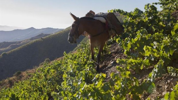 ep vendimia moscatel vinas viejas jorge ordonez