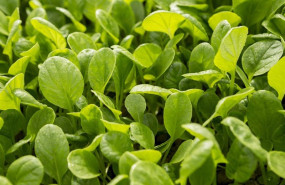 ep archivo   brotes verdes de lechuga de florette