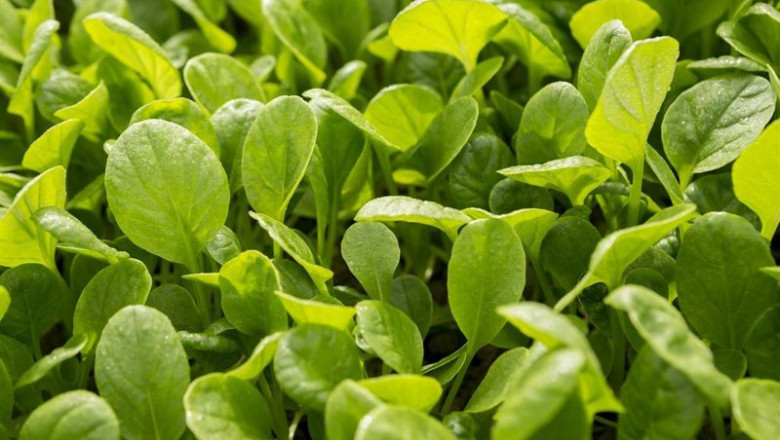 ep archivo brotes verdes de lechuga de florette ep archivo brotes verdes de lechuga de florette