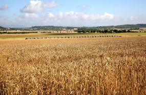 ep archivo   campo agricultor