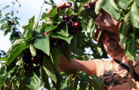 ep archivo   jornaleros recogen cerezas en una finca de navaconcejo