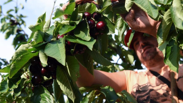 ep archivo   jornaleros recogen cerezas en una finca de navaconcejo