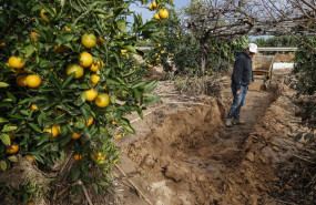 ep archivo   propietario y un perito agricola observan el campo de naranjos arrasado por la dana