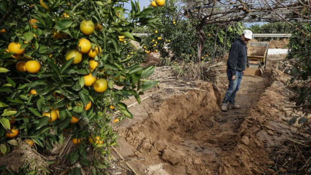 ep archivo   propietario y un perito agricola observan el campo de naranjos arrasado por la dana