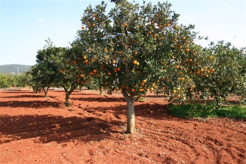 ep campo de naranjas