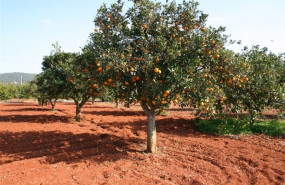 ep campo de naranjas