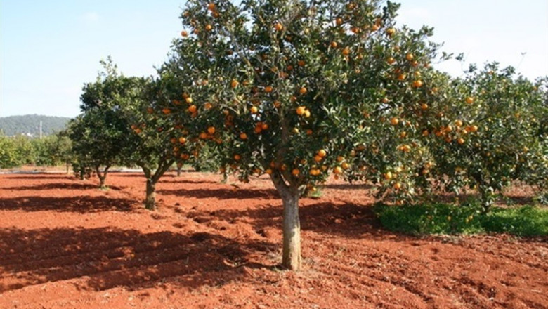 Campo de naranjas | COMPROMÍS - Archivo ep campo de naranjas