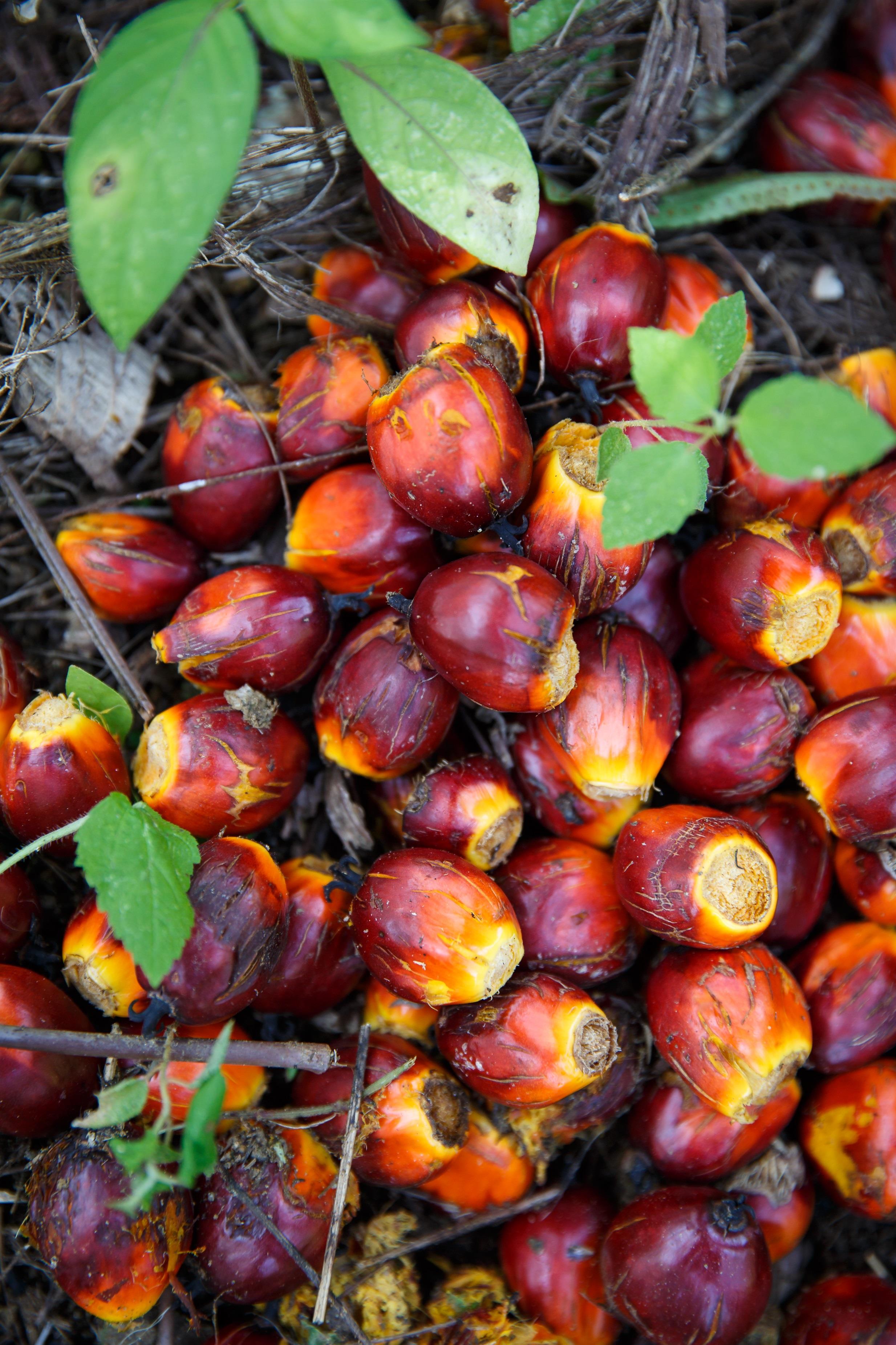 Fruto de la palma para producir aceite de palma | FUNDACIÓN ESPAÑOLA DE ACEITE DE PALMA SOSTENIBLE ep frutola palmaproducir aceitepalma