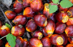 ep frutola palmaproducir aceitepalma