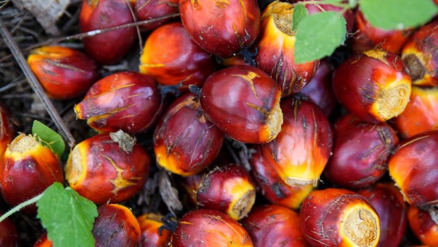 ep frutola palmaproducir aceitepalma