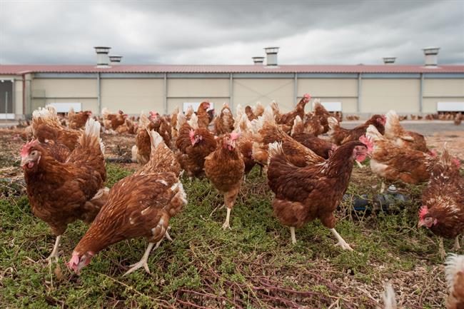 Gallinas de la granja Huevos Guillén Canarias | MERCADONA ep gallinasla granja huevos guillen canarias