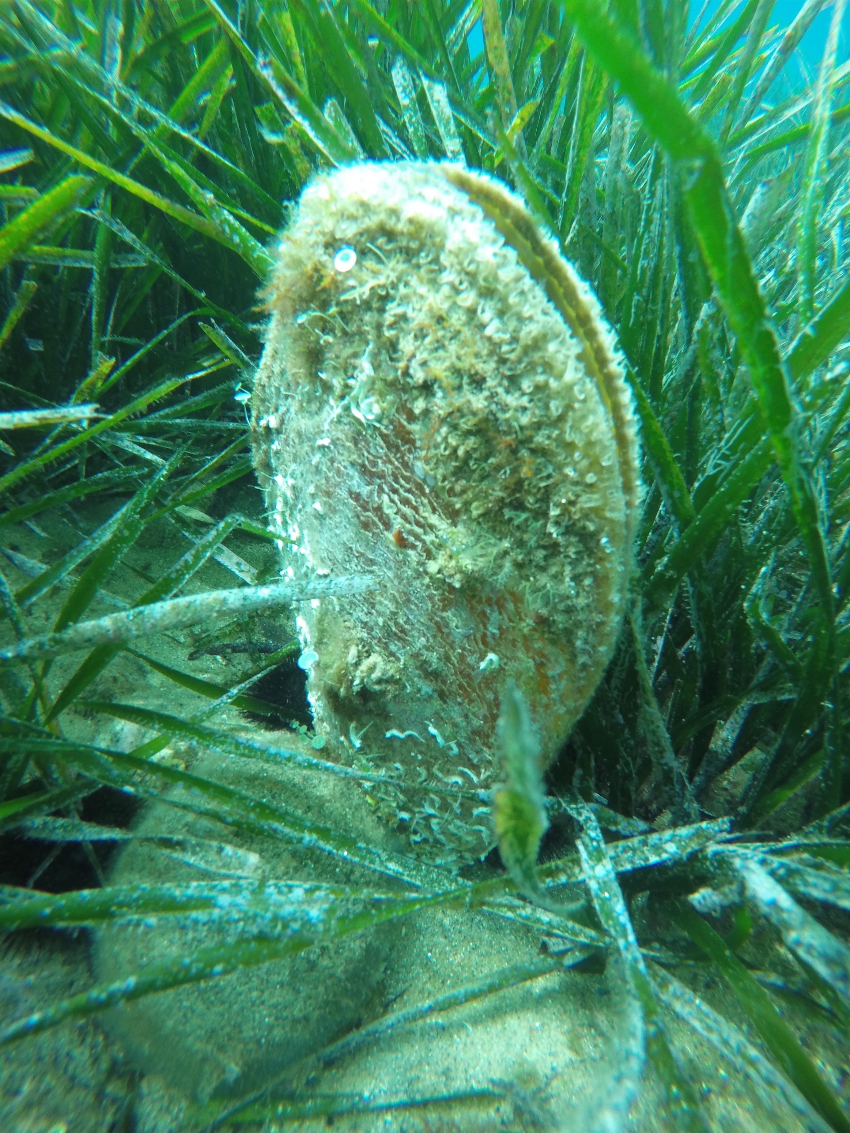 Nacra en las praderas de posidonia en el Mediterráneo | CSIC-IEO ep nacralas praderasposidoniamediterraneo