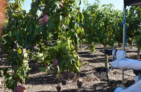 ep piloto en la sociedad agraria de transformacion trops de velez-malaga