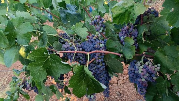 ep uva bobal