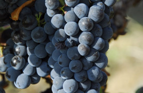 ep uvas 20200904121804