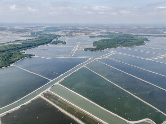 mangroves marcos zegers animal welfare observatory we animals en tamano mediano mangroves marcos zegers animal welfare observatory we animals en tamano mediano