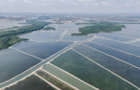 mangroves marcos zegers animal welfare observatory we animals en tamano mediano