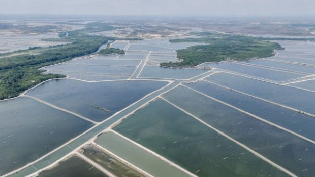 mangroves marcos zegers animal welfare observatory we animals en tamano mediano