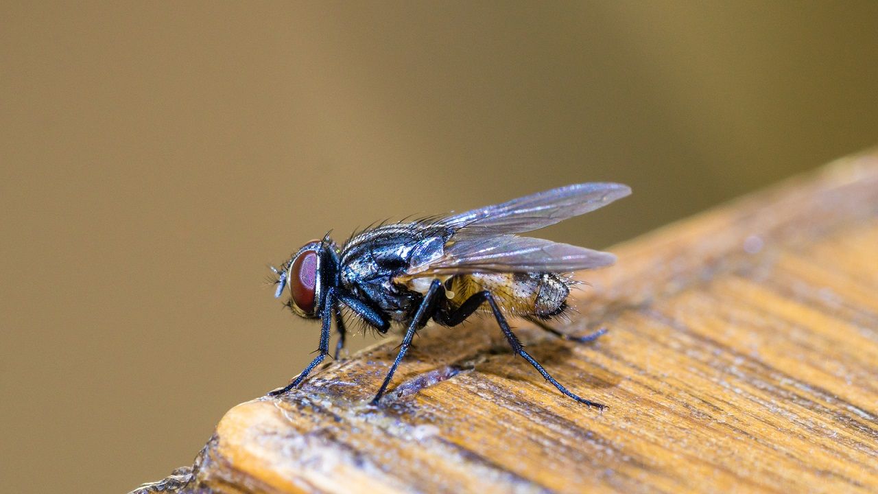 1566976919 bigstock housefly closeup view on the 244520215 1566976919 bigstock housefly closeup view on the 244520215