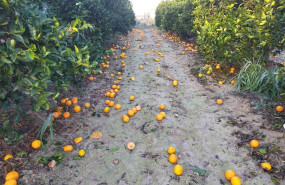 ep archivo   caida de fruta al suelo como consecuencia de la lluvia y el viento