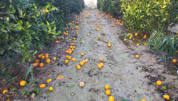 ep archivo   caida de fruta al suelo como consecuencia de la lluvia y el viento