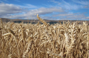 ep archivo   cereales campo cultivo verano cosecha
